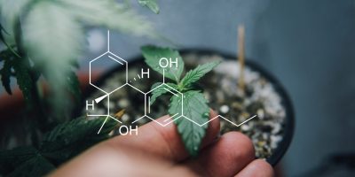 Cannabinoid cannabis genetik