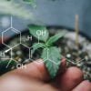 Cannabinoid cannabis genetik
