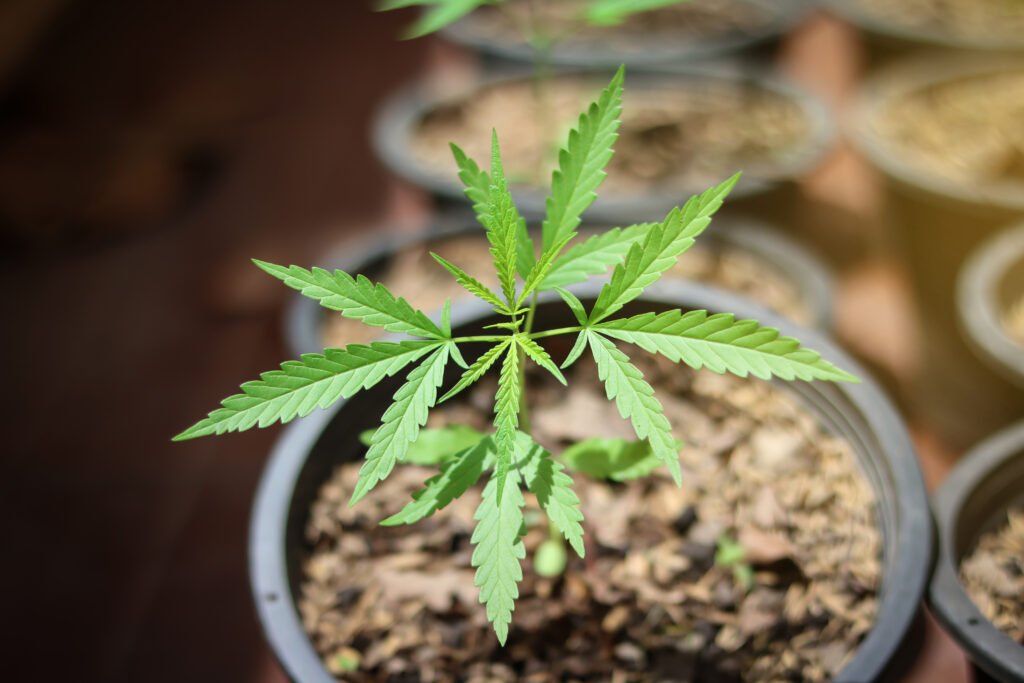Cannabis pflanze plant